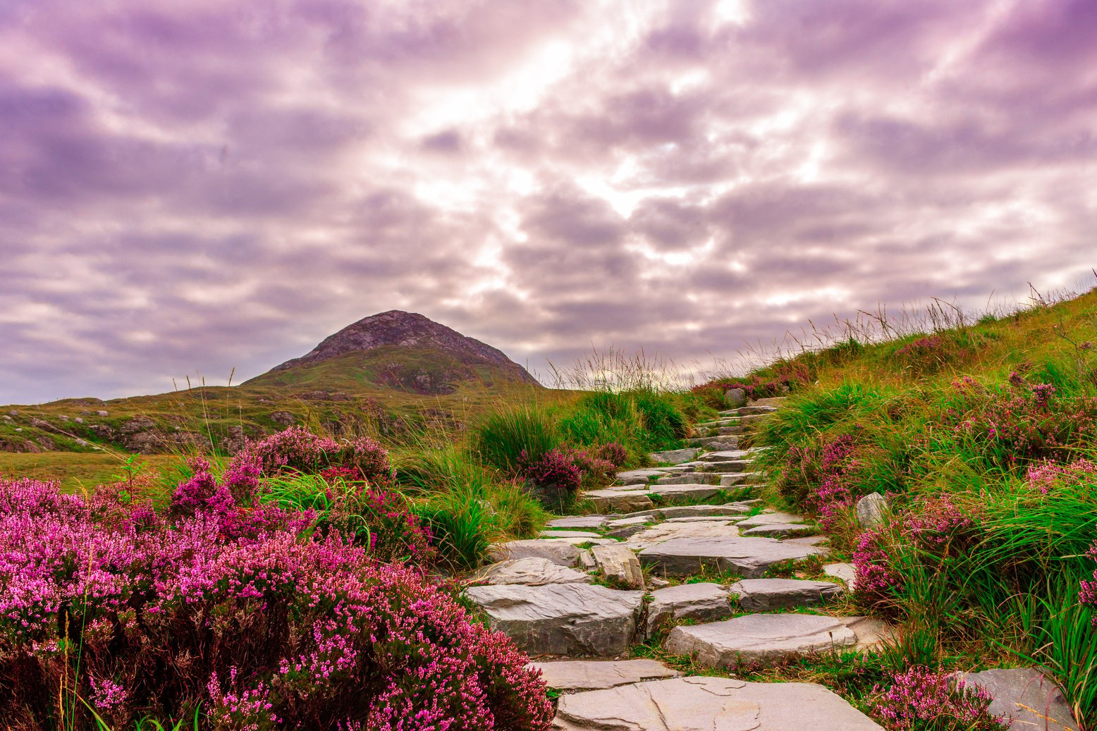 Stone Path in the Nature